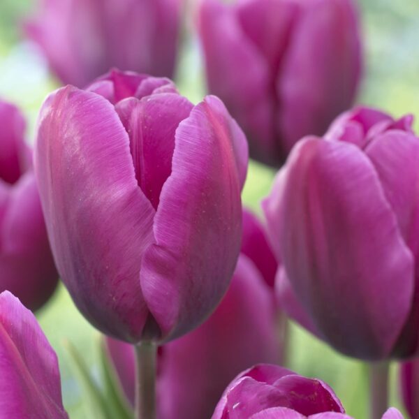 Tulipano Triumph Negrita, fiore viola porpora