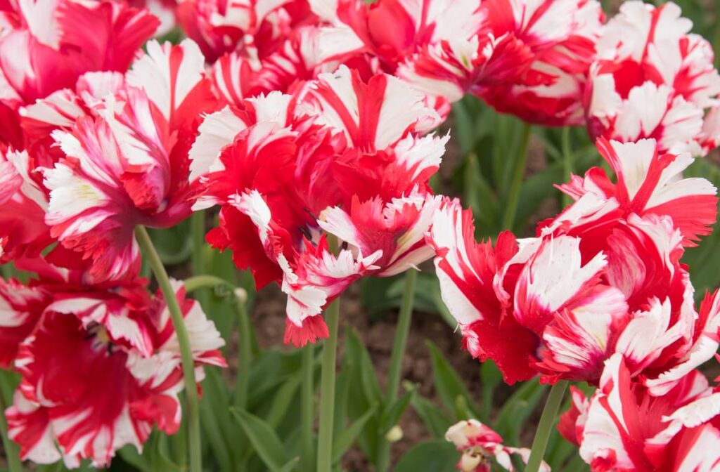 Tulipano pappagallo Estella Rijnveld, fiore bianco e rosso