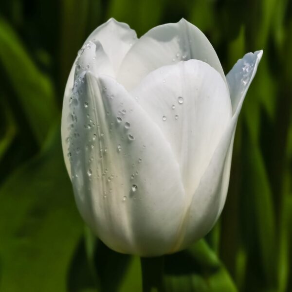 Tulipano Triumph Royal Virgin, fiore bianco