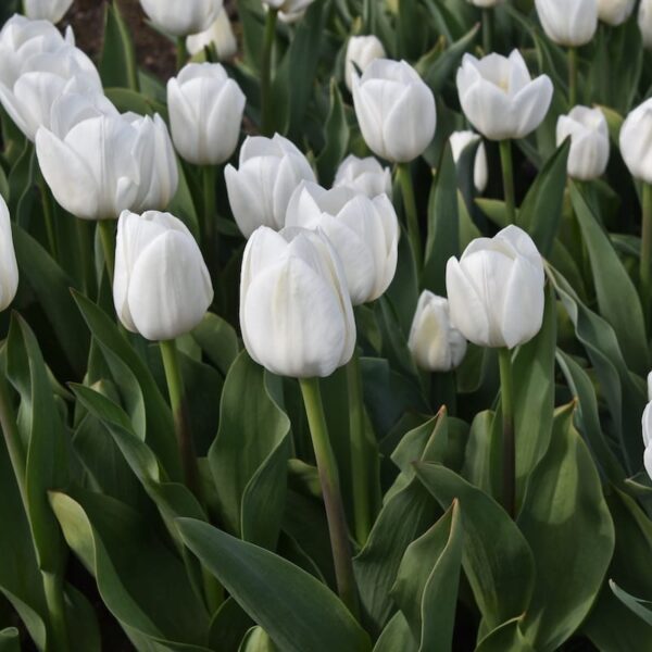 Tulipani bianchi Royal Virgin in fioritura