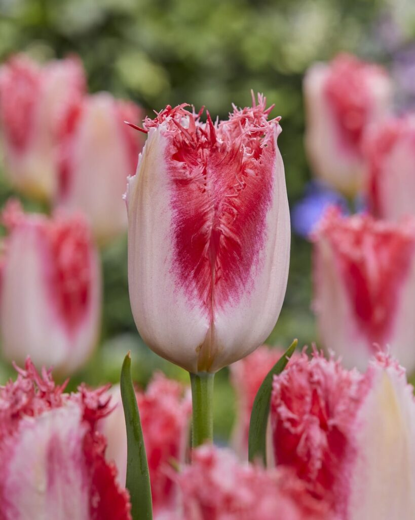 Tulipano doppio frangiato Sweet Simone, fiore rosa