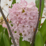 Hyacinthus Fondant