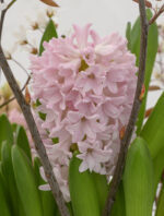 Hyacinthus Fondant