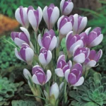 Crocus Striped Bird