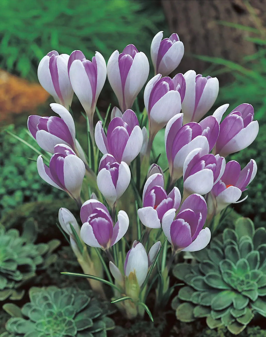 Crocus vernus Vanguard elbo42547 Crocus Striped Bird - immagine 1