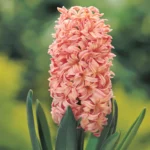 Hyacinthus Orange Lion