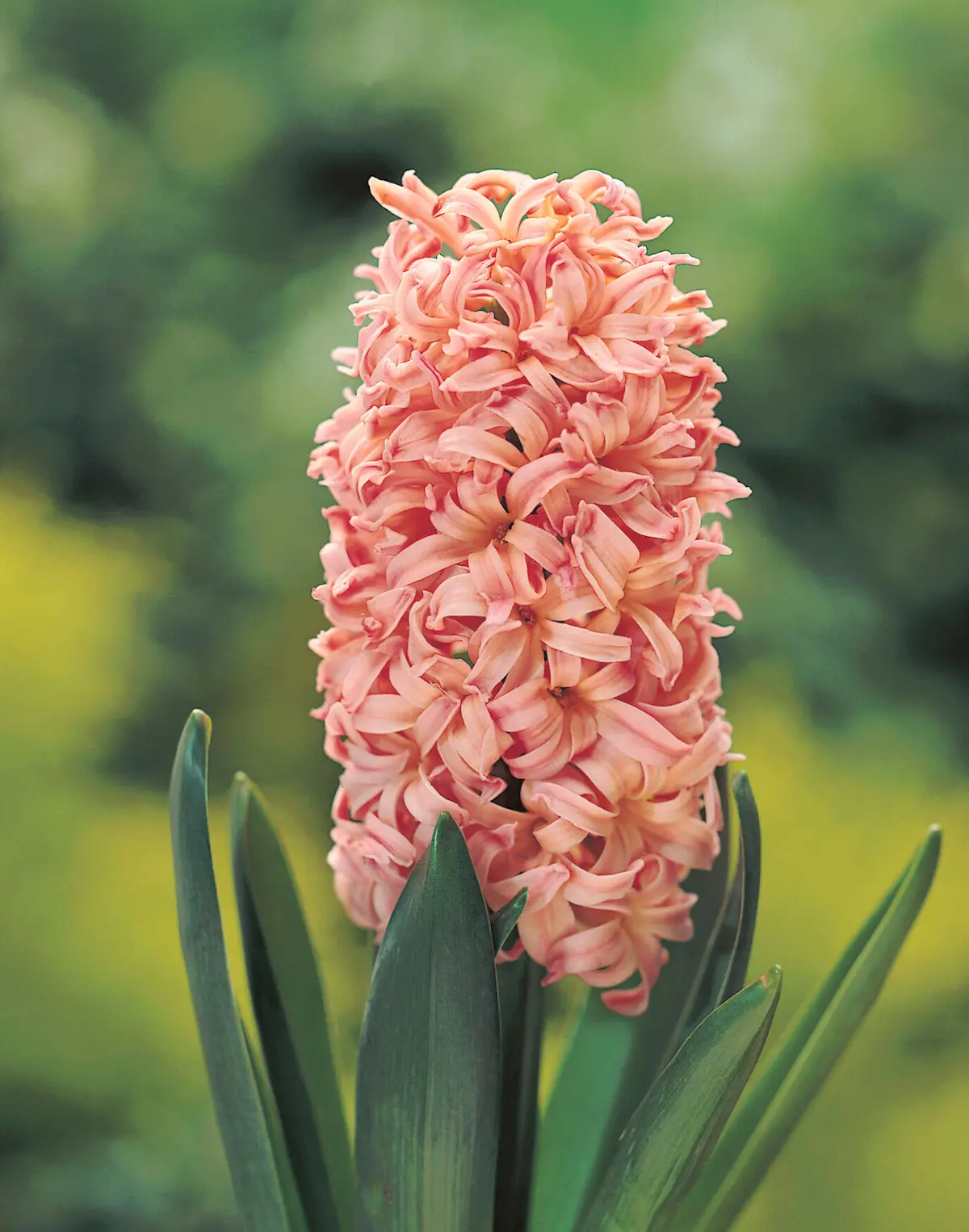 Hyacinthus Gipsy Queen elbo42572 Hyacinthus Orange Lion - immagine 1
