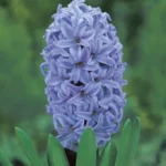 Hyacinthus Sky Jacket