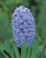 Hyacinthus Sky Jacket