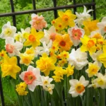Narcissus Mixed