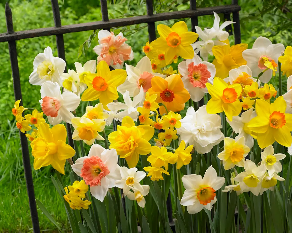 Narcissus Mixed visi87451 Narcissus Mixed - immagine 1