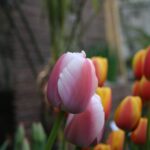 Tulipano Darwin Ollioules, grande fiore rosa