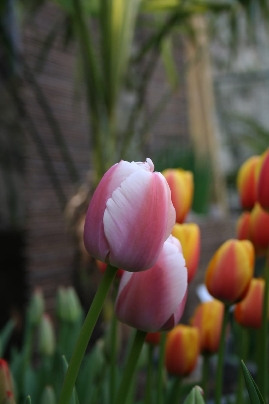 TUDAOLLIOULES tulipa_ollioules_flora Tulipano Darwin Ollioules, grande fiore rosa