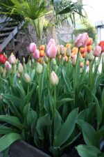 Gruppo di tulipani Darwin Ollioules rosa in fioritura