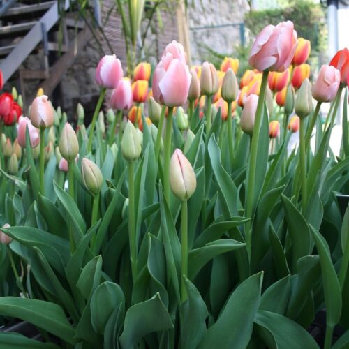 Gruppo di tulipani Darwin Ollioules rosa in fioritura
