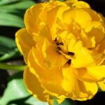 Tulipano doppio tardivo Sun Lover, fiore giallo arancio