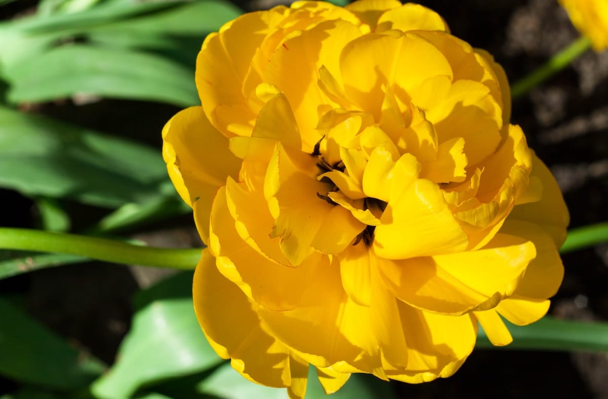 TUDLSUNLOVER tulipa_sunlover_shutterstock_1743115259 Tulipano doppio tardivo Sun Lover, fiore giallo arancio