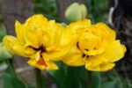 Tulipani doppi Sun Lover gialli e arancio in fioritura