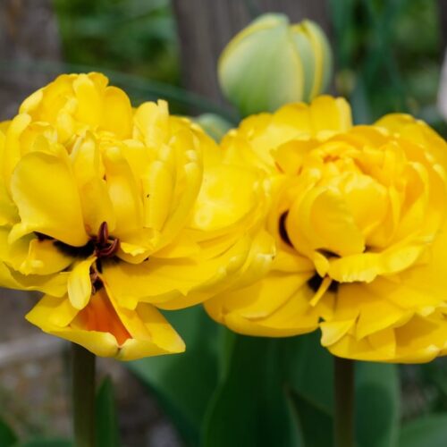 Tulipani doppi Sun Lover gialli e arancio in fioritura