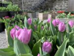 Tulipani semplici precoci Candy Prince in aiuola