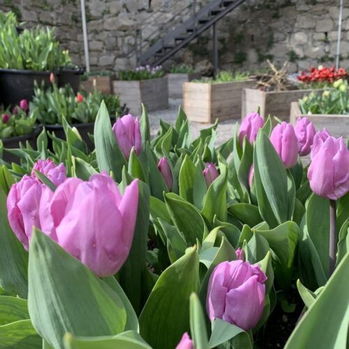 Tulipani semplici precoci Candy Prince in aiuola