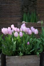 Tulipani Candy Prince coltivati in vaso