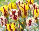 Tulipani Rembrandt misti, petali striati e fiammati in vari colori