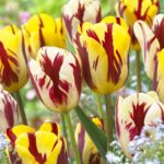 Tulipani Rembrandt misti, petali striati e fiammati in vari colori
