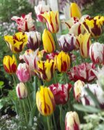 Tulipani Rembrandt a petali screziati in fioritura
