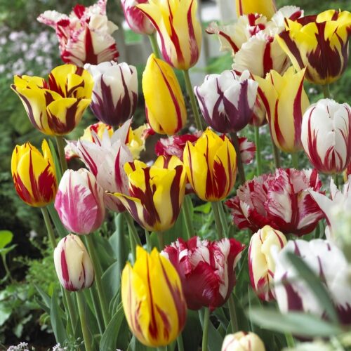 Tulipani Rembrandt a petali screziati in fioritura