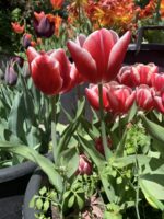 Fiore di tulipano Leen van der Mark rosso e bianco