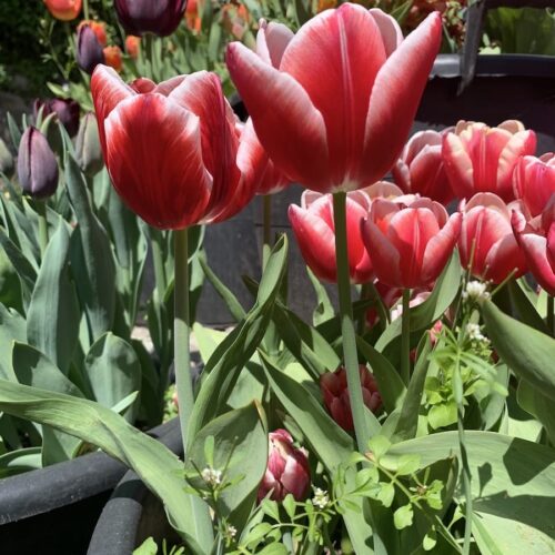 Fiore di tulipano Leen van der Mark rosso e bianco