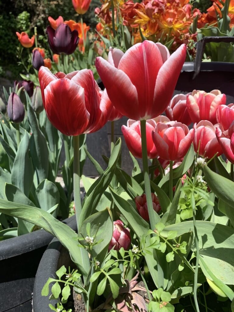 Fiore di tulipano Leen van der Mark rosso e bianco