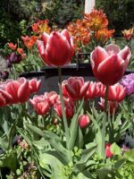 Tulipani Leen van der Mark rossi e bianchi in fioritura