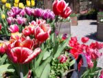 Tulipano Triumph Leen van der Mark, fiore rosso bordato di bianco