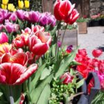 Tulipano Triumph Leen van der Mark, fiore rosso bordato di bianco