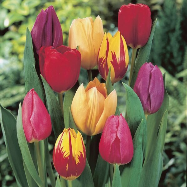 Tulipani Triumph misti in fioritura, fiori a coppa in vari colori