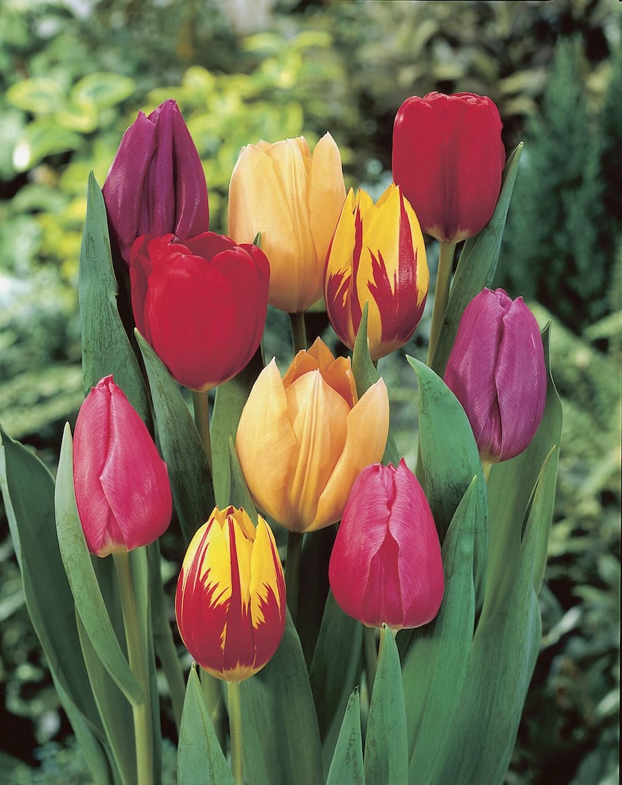 TUTRMIX tulipani_mixed_elbo49425 Tulipani Triumph misti in fioritura, fiori a coppa in vari colori