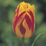 Tulipano Triumph Washington, fiore giallo con fiamme rosse