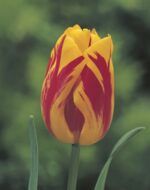 Tulipano Triumph Washington, fiore giallo con fiamme rosse