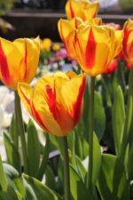 Tulipani Washington gialli e rossi in fioritura