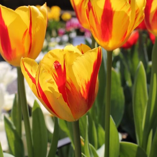Tulipani Washington gialli e rossi in fioritura