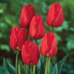 Tulipani Apeldoorn