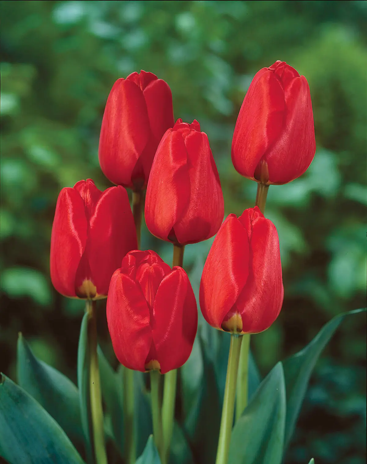 Tulipa Apeldoorn elbo45327 Tulipani Apeldoorn - immagine 1