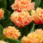Tulipa double Crispa Brisbane