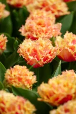 Tulipa Crispa Double Mixed - immagine 4