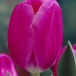 Tulipano Triumph Carola, fiore rosa a coppa