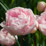 Tulipa Doppio Mariage®