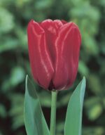 Tulipani rossi Seadov in fioritura primaverile