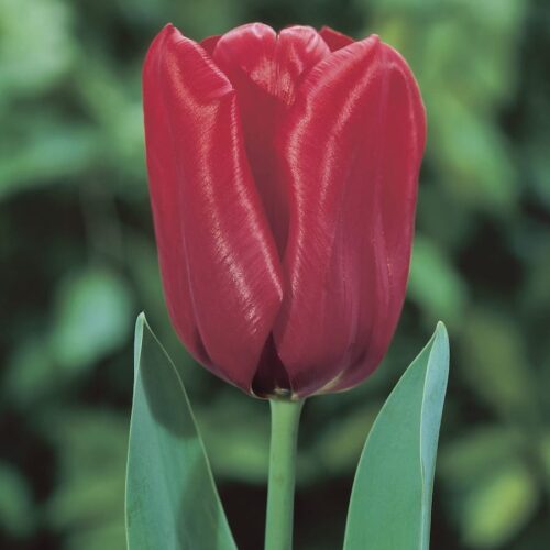 Tulipani rossi Seadov in fioritura primaverile